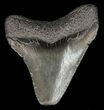 Bargain Megalodon Tooth - South Carolina #44562-1